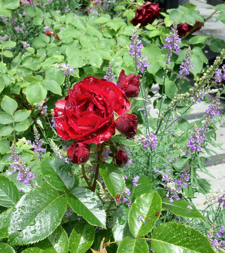 円通院 バラ園の薔薇（2026年）