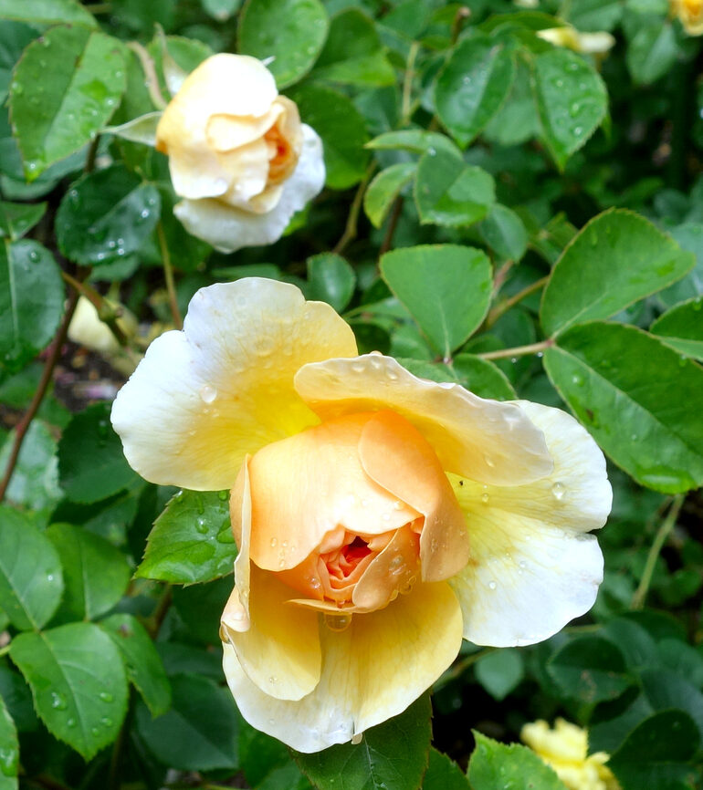 円通院 バラ園の薔薇（2026年）